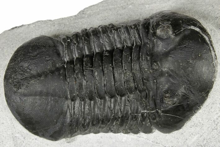 Jet Black, Asaphus Trilobite - Slemestadt, Norway #183714